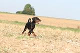 DOBERMANN 063